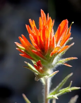 Indian Paintbrush Wildflowers