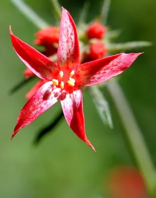 Scarlet Gillia Wildflower
