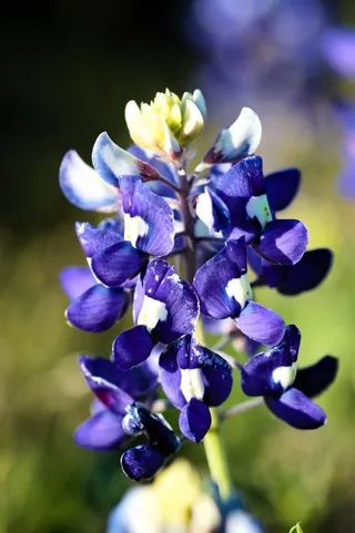 Texas Bluebonnet Wildflower