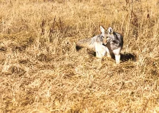 Coyote, Yellowstone