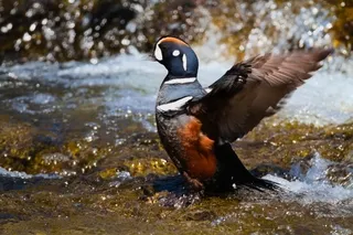 Harlequin Drake, Yellowstone
