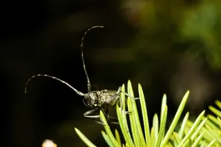 Black longhorned beetle