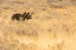 Grizzly Bear in Yellowstone